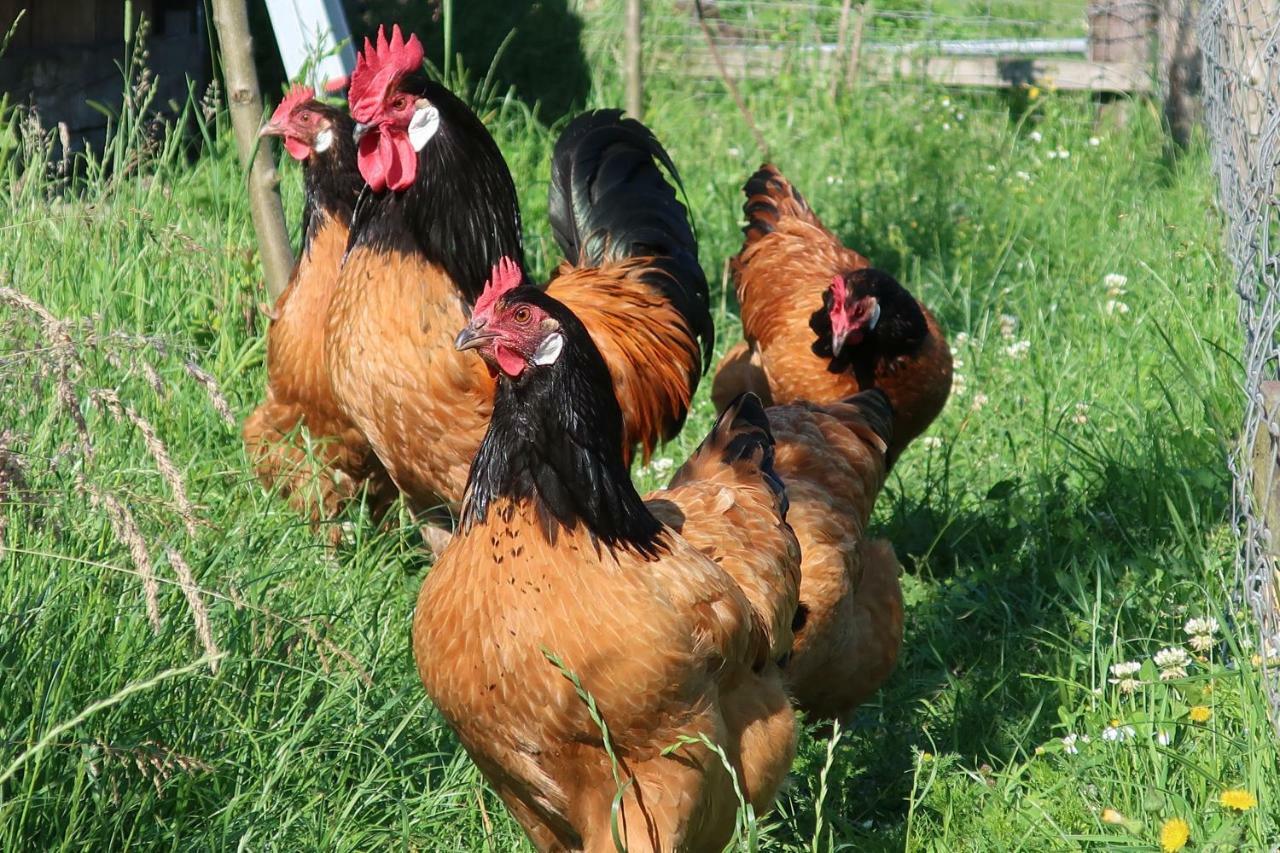 Ferienwohnung Rot Hohenfelde  Dış mekan fotoğraf